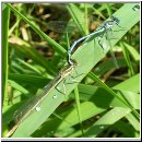 Platycnemis pennipes - Blaue Federlibelle 02.jpg